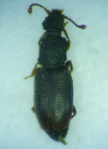 Réf. 268 221 : Monotoma sp.